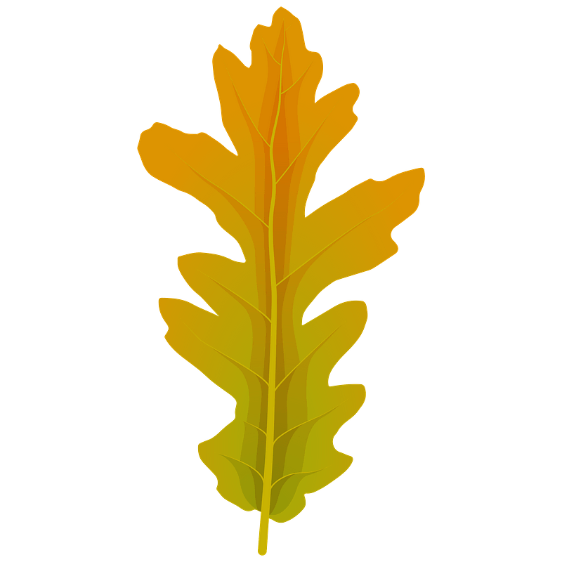 Turkey oak summer leaf clipart