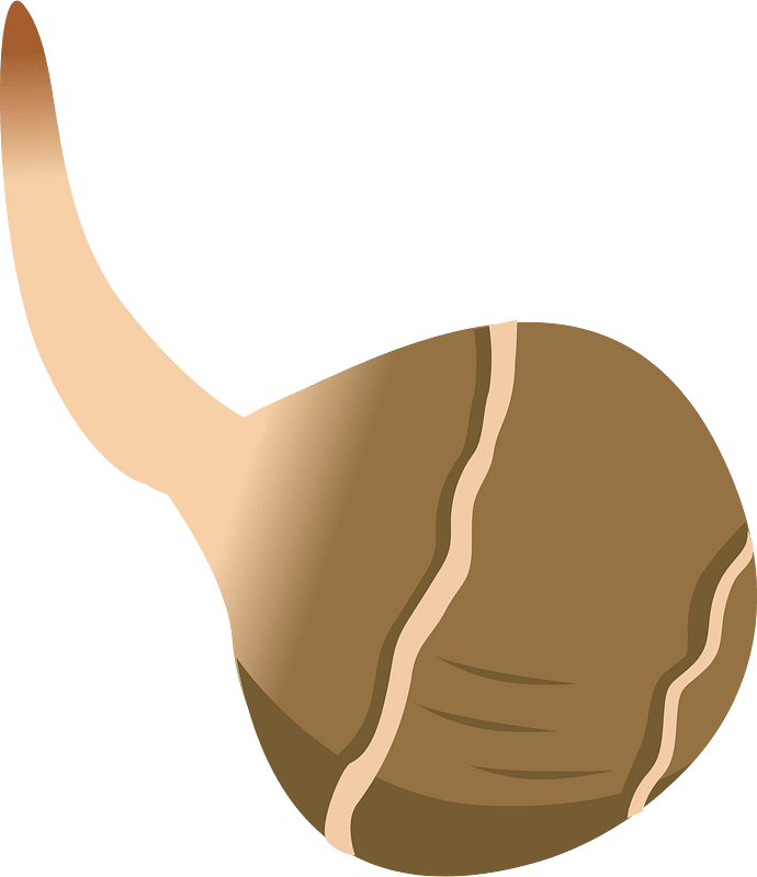 Zwiebel clipart. Kostenloser Download. | Creazilla