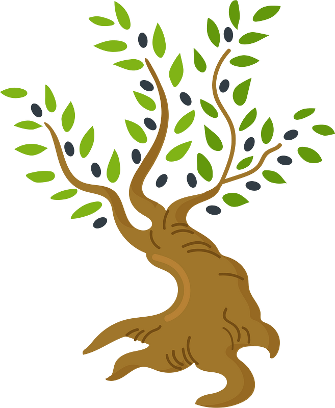 Olive Tree clipart. Free download transparent .PNG Creazilla