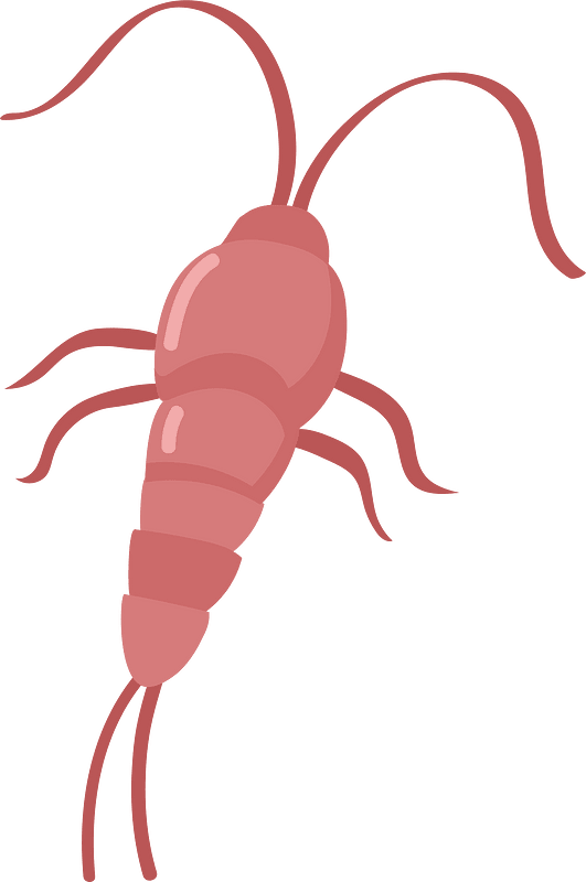 Plankton clipart. Free download transparent .PNG Creazilla