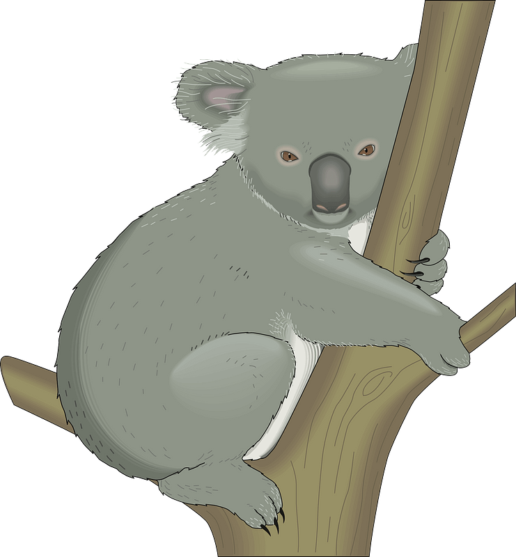 Koala Hugging Tree clipart. Free download transparent .PNG Creazilla