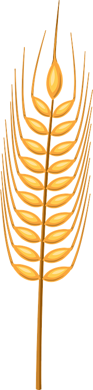 Wheat clipart