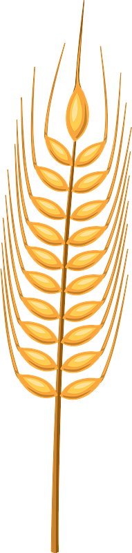 Grano immagine clipart