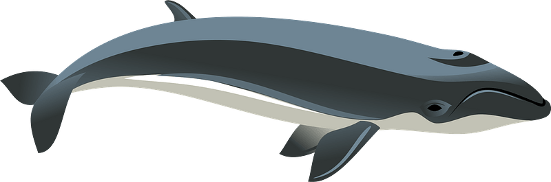 Pygmy right whale clipart