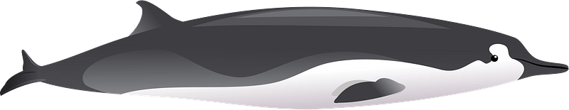 Spade-toothed whale clipart