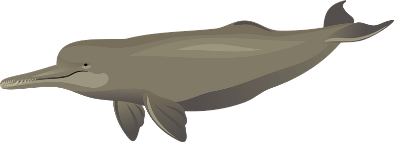 South-Asia River Dolphin clipart