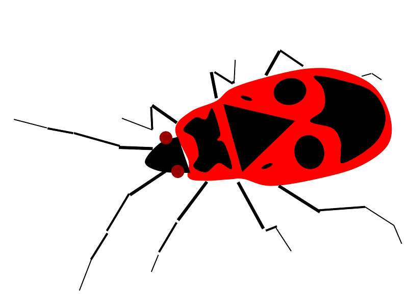 Red bug. Red bug