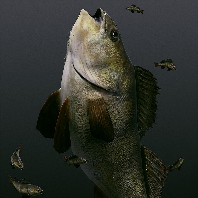 Fish Perch Free 3d Model On Creazilla Fish Perch Free 3d Model On Creazilla