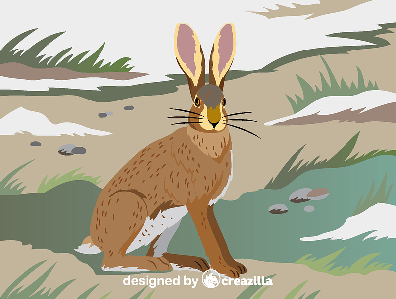 Hispid hare vector