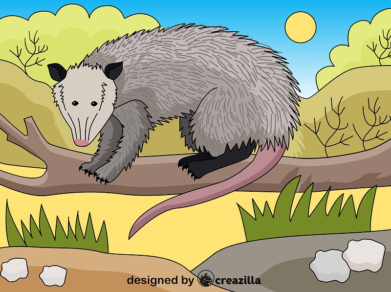 Grafika wektorowa: Possum