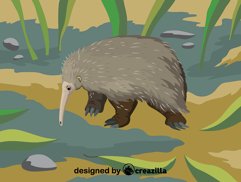 Western long-beaked echidna vecteur