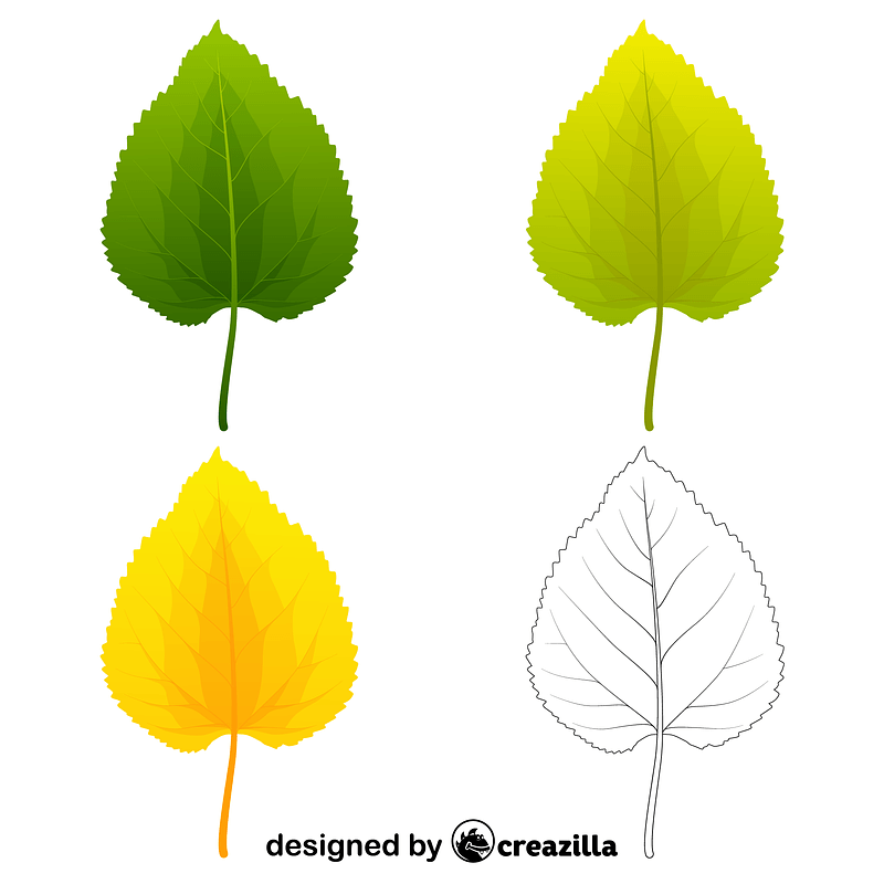 Black mulberry leaves vector