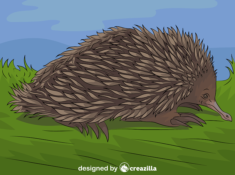 Short beaked echidna vector