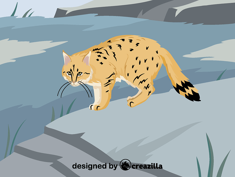 Chinese mountain cat vector