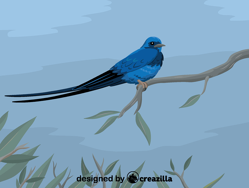 Blue swallow