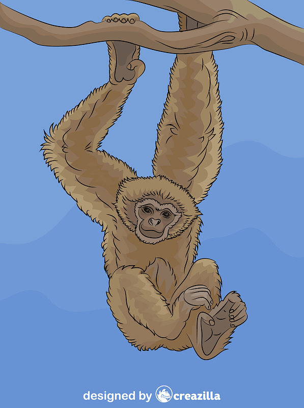 Gibbon vector