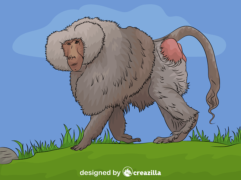 Male Hamadryas Baboon vector