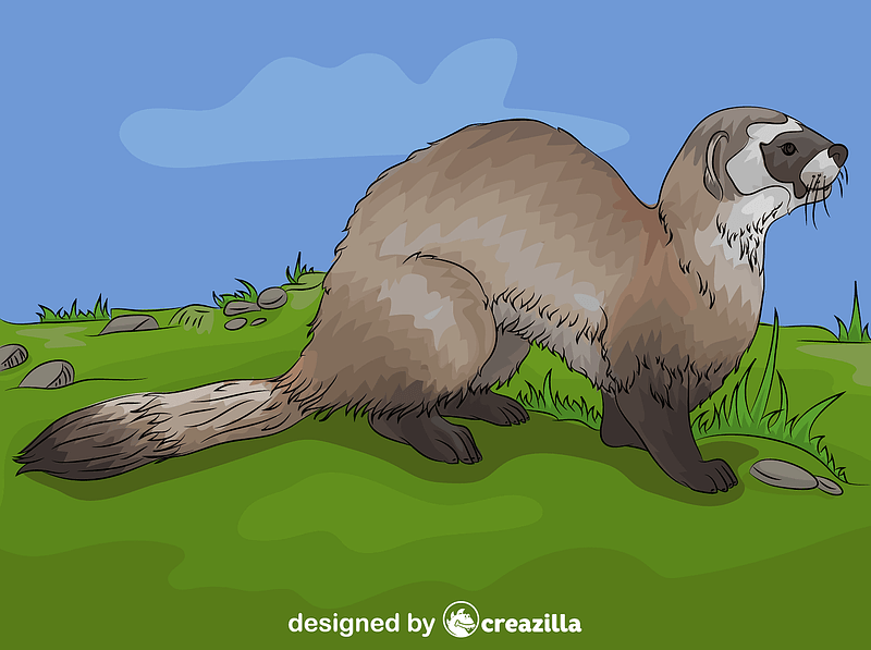 Blackfooted Ferret vector. Free download. Creazilla