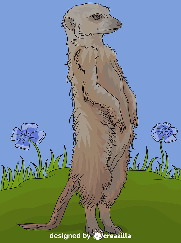 Meerkat vector