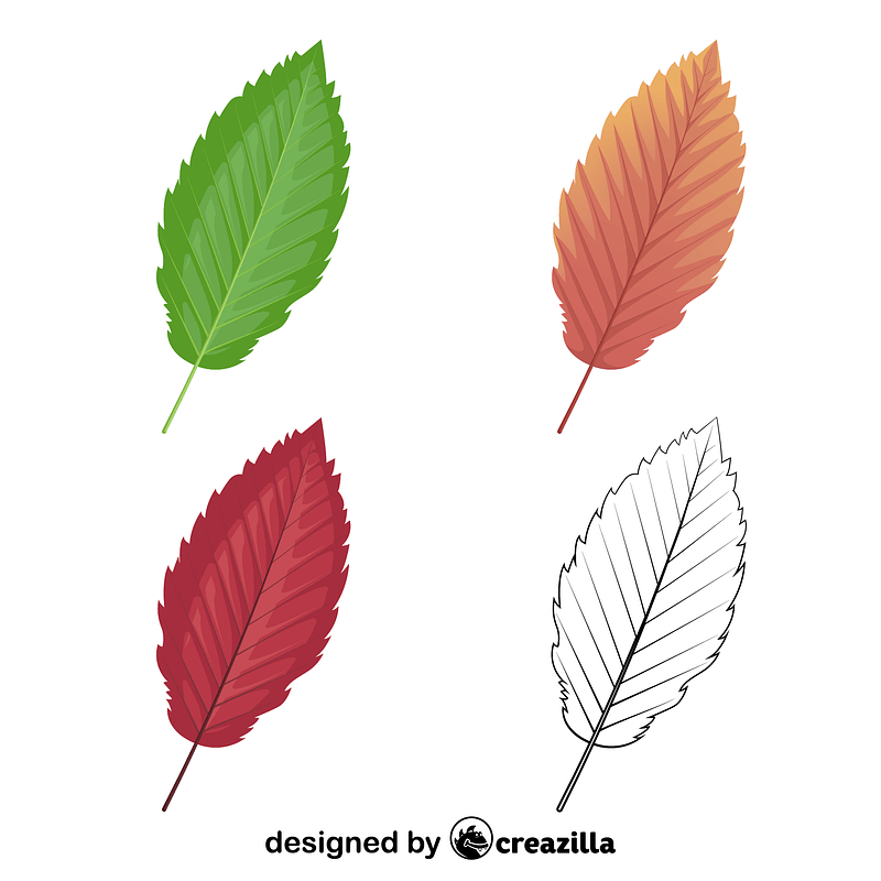 Векторне зображення: Red alder leaves