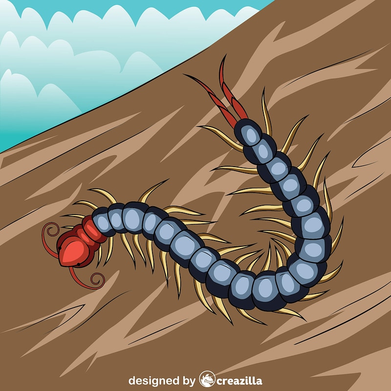 Chinese Red Headed Centipede vector