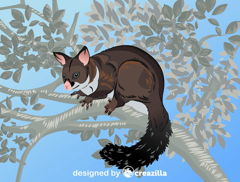 Brushtail Possum vecteur