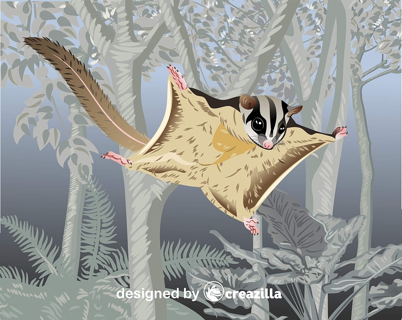 Grafika wektorowa: Mahogany Glider