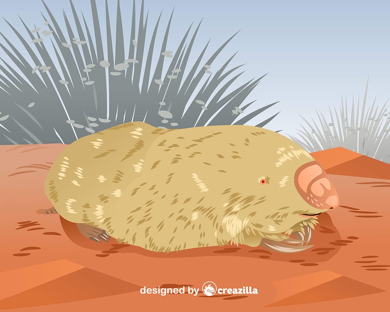 Vetor de Marsupial Mole