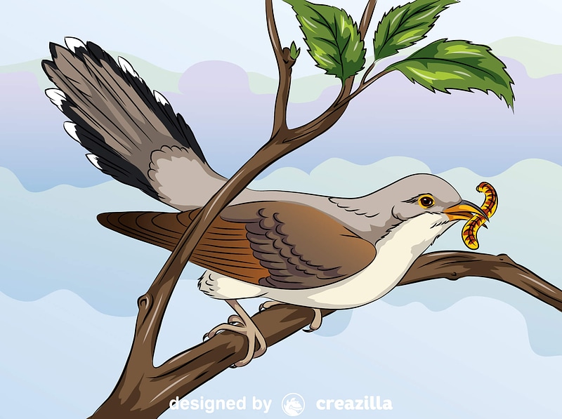 Yellow-Billed Cuckoo vektor