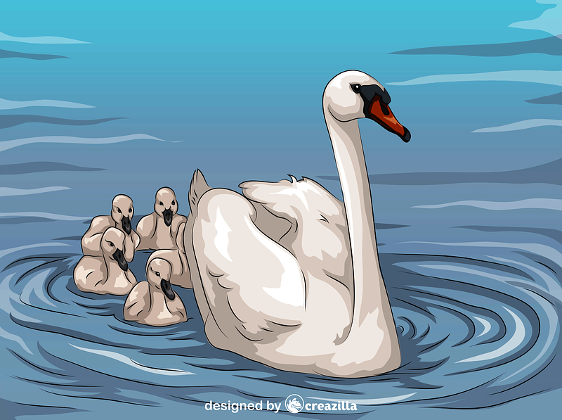 Swan and Cygnets vector