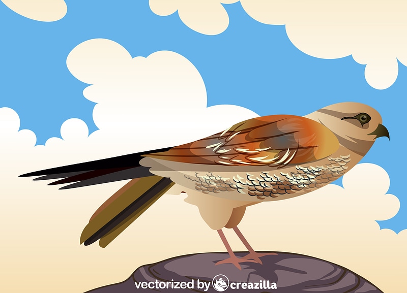 Falco Bird vector