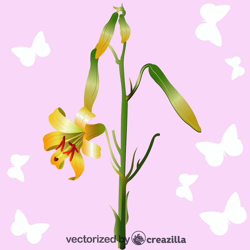 Lily Flower vector. Free download. Creazilla