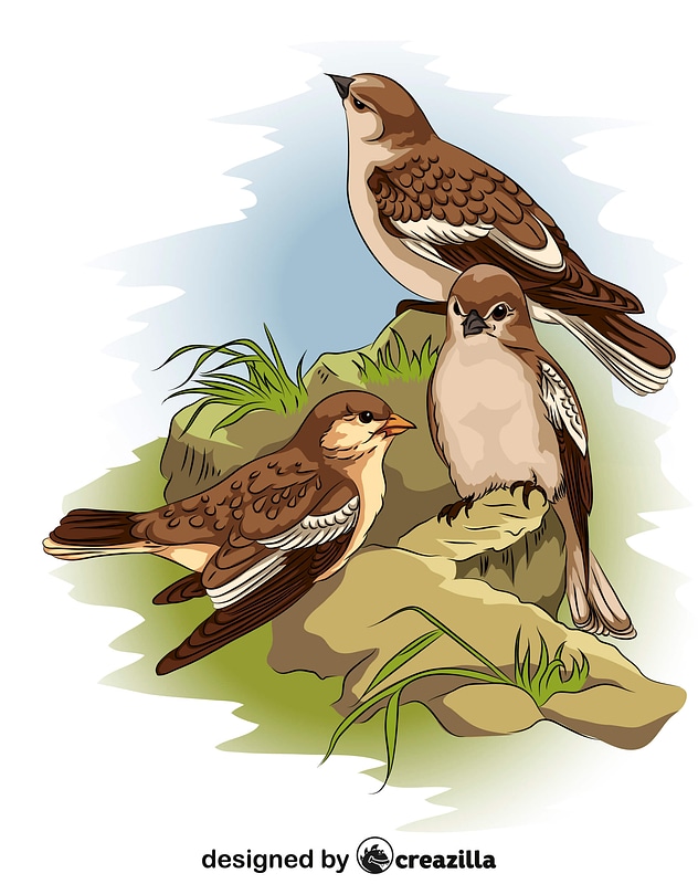 Sparrows vector
