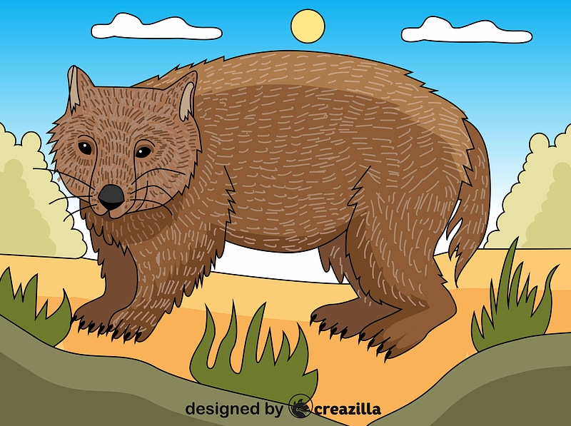 Wombat vektor