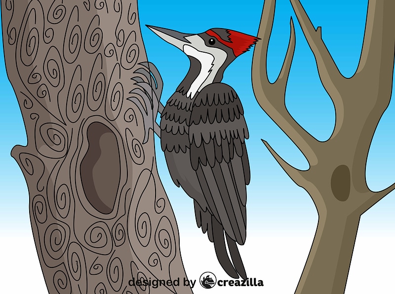 Векторне зображення: Woodpecker