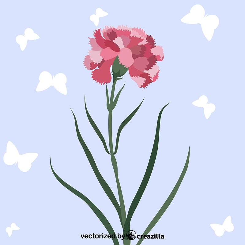 Carnation flower vector. Free download. Creazilla