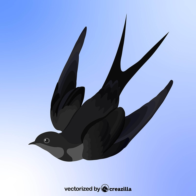 Grafika wektorowa: Swallow Bird