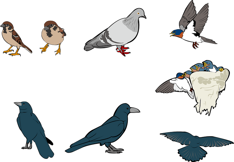 Bird Animal vektori