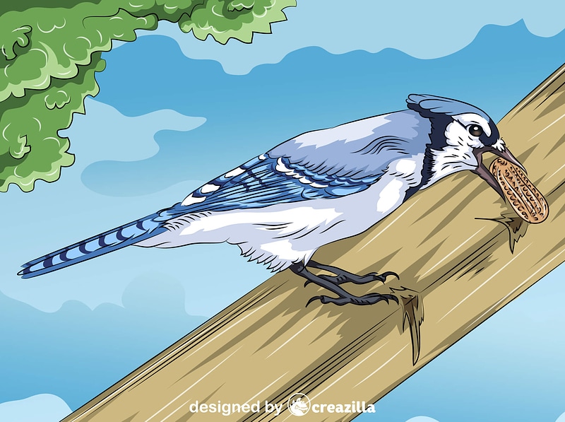 Blue Jay with Peanut vector