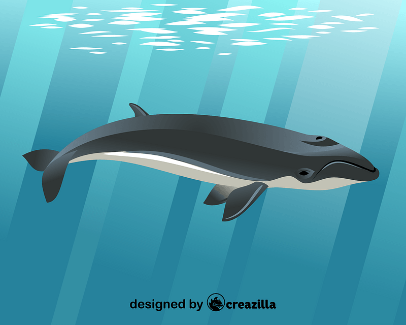 Pygmy right whale vector