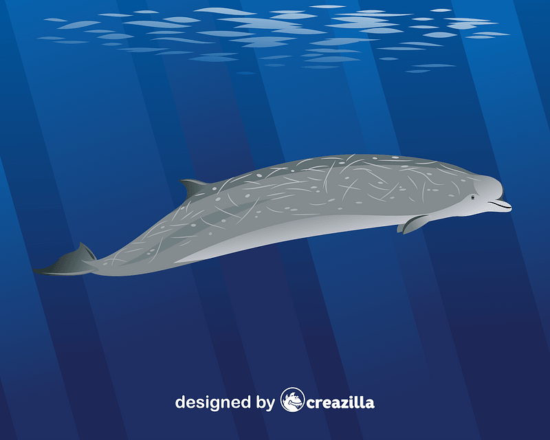 Southern bottlenose whale vector