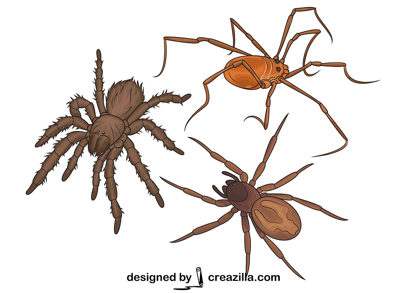 Set of Spiders vector